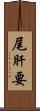 尾肝要 Scroll