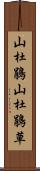 山杜鵑 Scroll