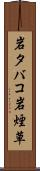 岩タバコ Scroll