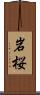 岩桜 Scroll