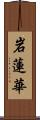 岩蓮華 Scroll