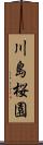 川島桜園 Scroll