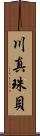 川真珠貝 Scroll