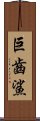 巨齒鯊 Scroll