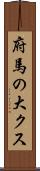 府馬の大クス Scroll