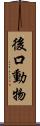 後口動物 Scroll