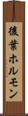 後葉ホルモン Scroll