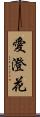 愛澄花 Scroll