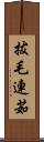 拔毛連茹 Scroll