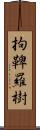 拘鞞羅樹 Scroll