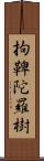 拘鞞陀羅樹 Scroll