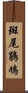 斑尾鵑鳩 Scroll