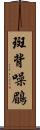 斑背噪鶥 Scroll
