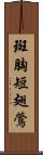 斑胸短翅鶯 Scroll