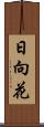 日向花 Scroll