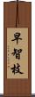 早智枝 Scroll
