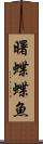 曙蝶蝶魚 Scroll