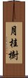 月桂樹 Scroll