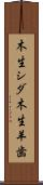 木生シダ Scroll
