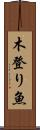 木登り魚 Scroll