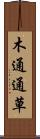 木通 Scroll