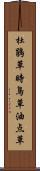 杜鵑草 Scroll