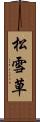 松雪草 Scroll