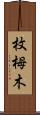 枚栂木 Scroll