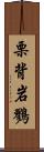 栗背岩鷚 Scroll