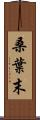 桑葉末 Scroll
