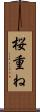 桜重ね Scroll