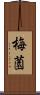 梅薗 Scroll
