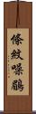 條紋噪鶥 Scroll