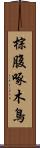 棕腹啄木鳥 Scroll