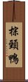 棕頸鴨 Scroll