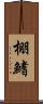 棚鰭 Scroll