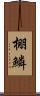 棚鱗 Scroll
