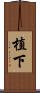 植下 Scroll