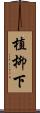 植柳下 Scroll