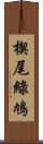 楔尾綠鳩 Scroll