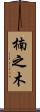 楠之木 Scroll