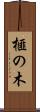 榧の木 Scroll