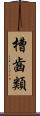 槽齒類 Scroll