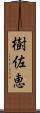 樹佐恵 Scroll
