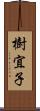 樹宜子 Scroll