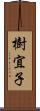 樹宜子 Scroll