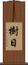 樹日 Scroll