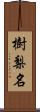 樹梨名 Scroll