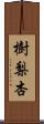 樹梨杏 Scroll