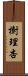 樹理杏 Scroll